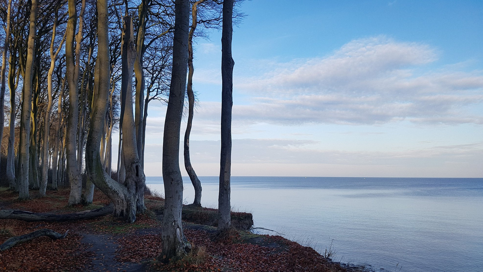 Gespensterwald bei Nienhagen an der Ostsee